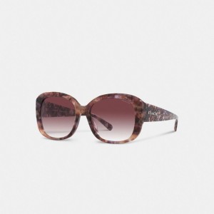 Coach Signature Oversized Square Women Sunglasses Purple | UAE_CH66375